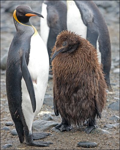 King Penguin king_penguin_126044.psd