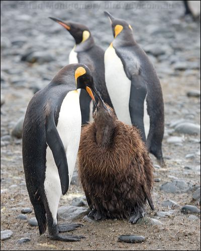 King Penguin king_penguin_126050.psd