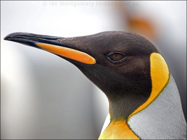 King Penguin king_penguin_126086.psd