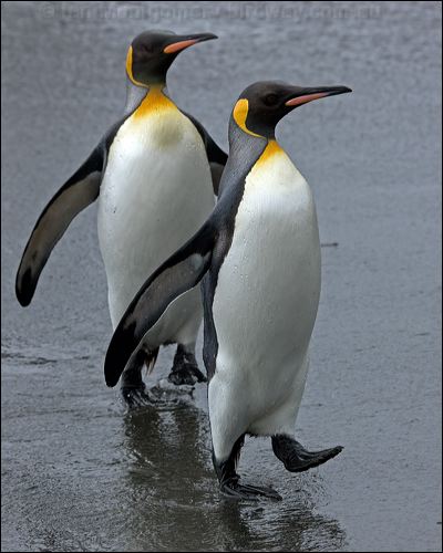King Penguin king_penguin_126240.psd