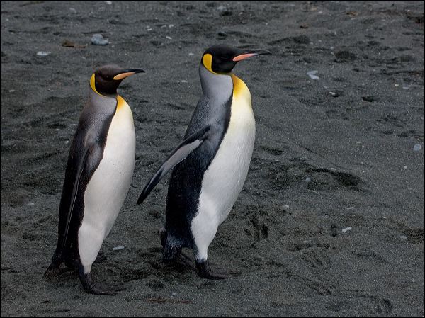 King Penguin king_penguin_126280.psd