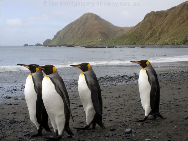 King Penguin king_penguin_133870.psd