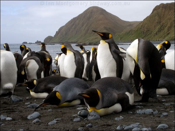 King Penguin king_penguin_133918.psd