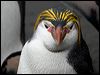Click here to enter gallery and see photos of Royal Penguin