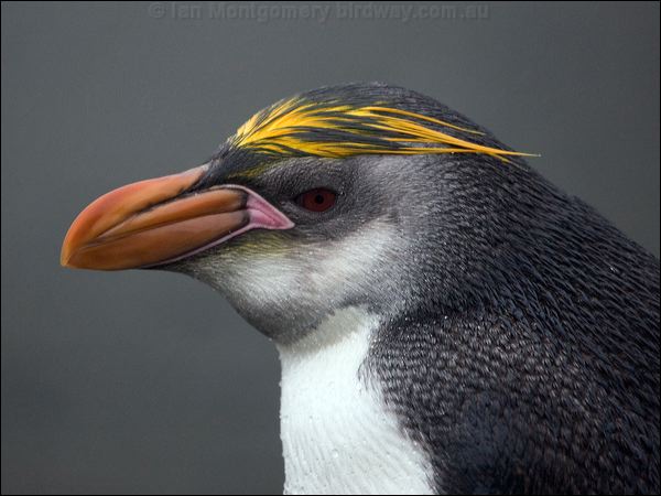  Royal Penguin royal_penguin_125728.psd