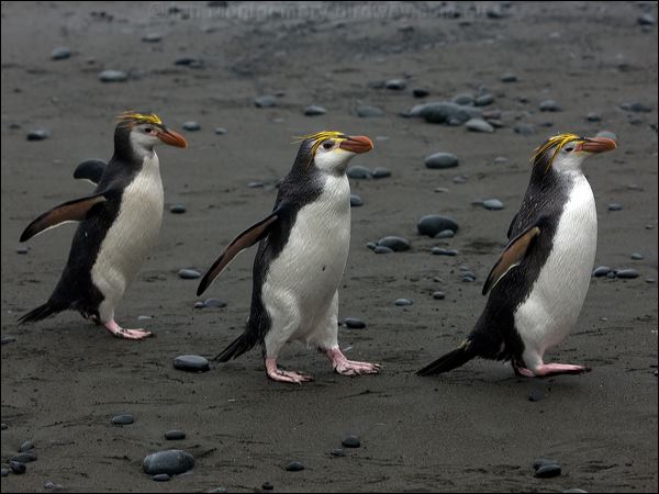  Royal Penguin royal_penguin_125908.psd