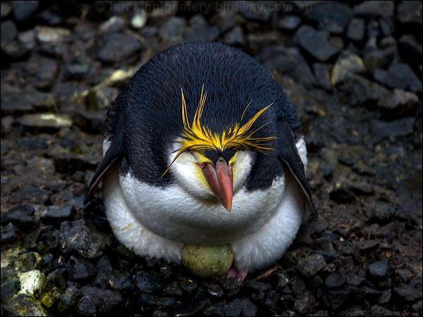  Royal Penguin royal_penguin_125920.psd