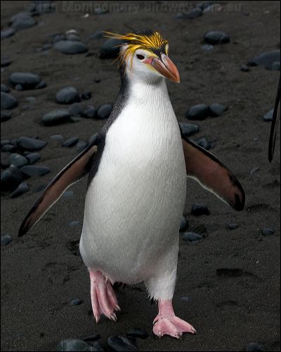  Royal Penguin royal_penguin_126133.psd