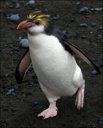  Royal Penguin royal_penguin_126180.psd