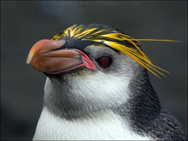  Royal Penguin royal_penguin_126194.psd