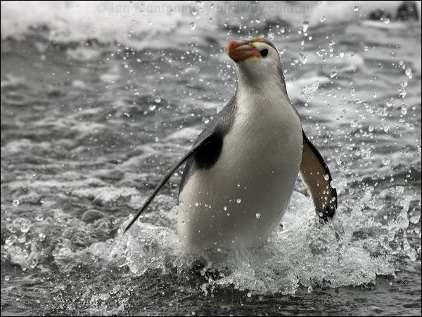  Royal Penguin royal_penguin_126244.psd
