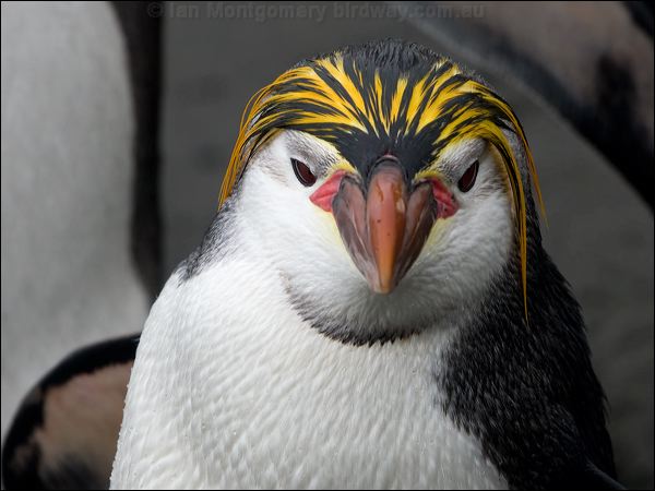  Royal Penguin royal_penguin_126266.psd