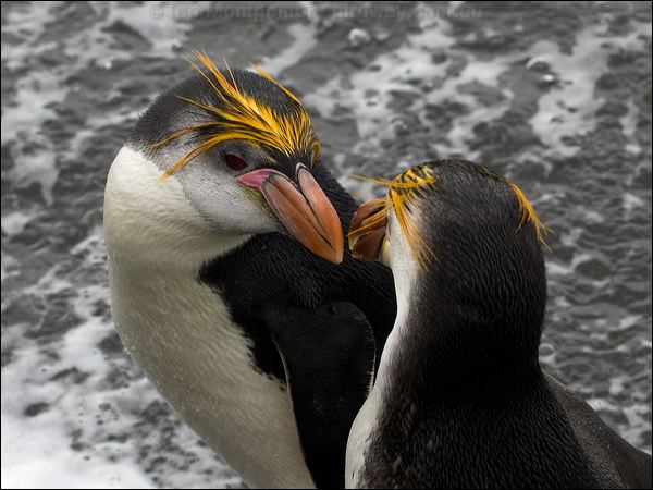  Royal Penguin royal_penguin_126274.psd
