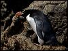 Click here to enter gallery and see photos of Snares Penguin