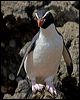 snares_penguin_123368
