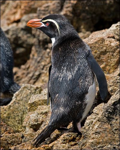 Snares Penguin snares_penguin_123355.psd