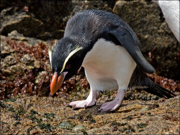 Snares Penguin snares_penguin_123359.psd