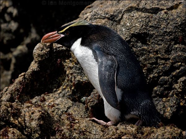 Snares Penguin snares_penguin_123361.psd