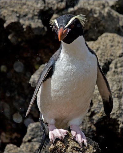 Snares Penguin snares_penguin_123368.psd
