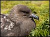 Click here to enter gallery and see photos of Brown Skua