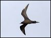 Click here to enter gallery and see photos of Parasitic Jaeger