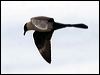Click here to enter gallery and see photos of: Brown Skua; Pomarine and Parasitic/Arctic Jaeger