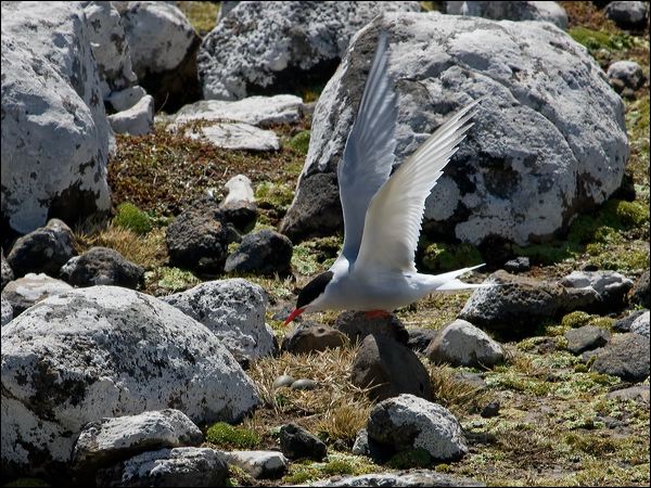Antarctic Tern antarctic_tern_124512.psd