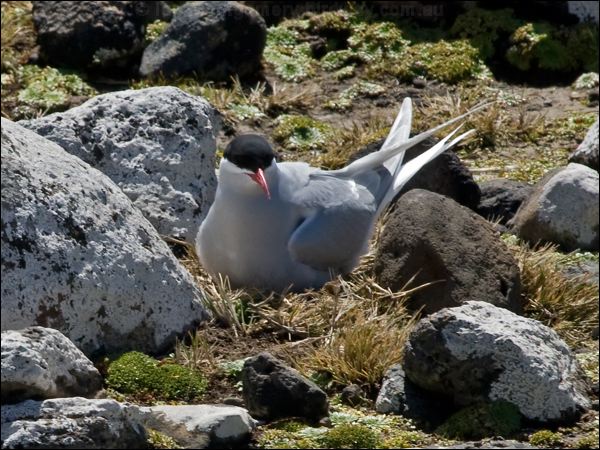 Antarctic Tern antarctic_tern_124514.psd