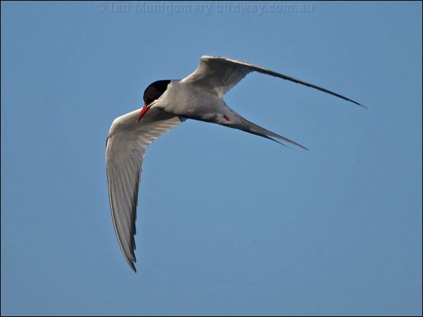 Arctic Tern arctic_tern_144051.psd