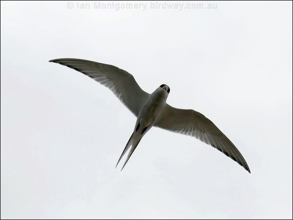 Arctic Tern arctic_tern_54750.psd