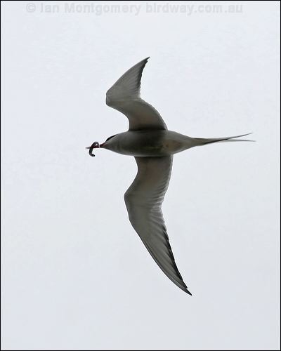 Arctic Tern arctic_tern_55032.jpg