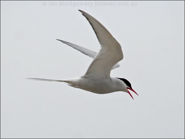 Arctic Tern arctic_tern_55114.psd