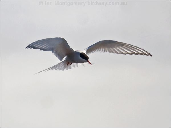 Arctic Tern arctic_tern_67232.psd