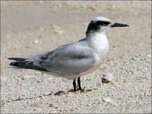 Black-naped Tern black_naped_tern_44914.psd