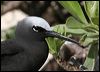 Click here to enter gallery and see photos of Black Noddy