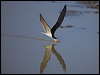 Click here to enter gallery and see photos of Black Skimmer
