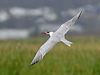 caspian_tern_303757