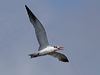 caspian_tern_303981