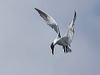 Click here to enter Caspian Tern photo gallery
