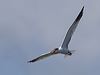 caspian_tern_305213