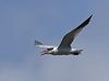 caspian_tern_306078
