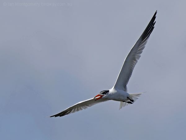 Caspian Tern caspian_tern_305213.psd