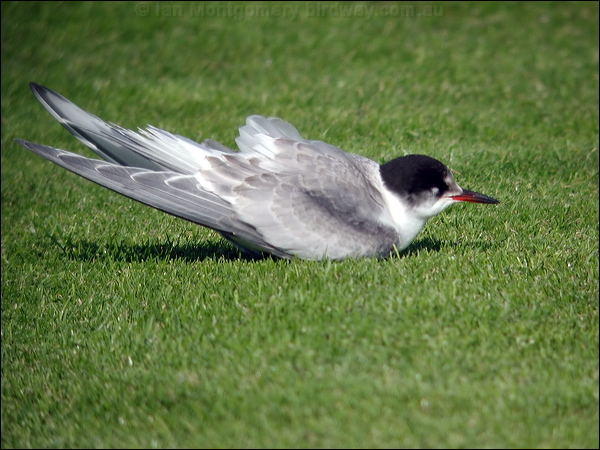 Common Tern common_tern_06093.psd