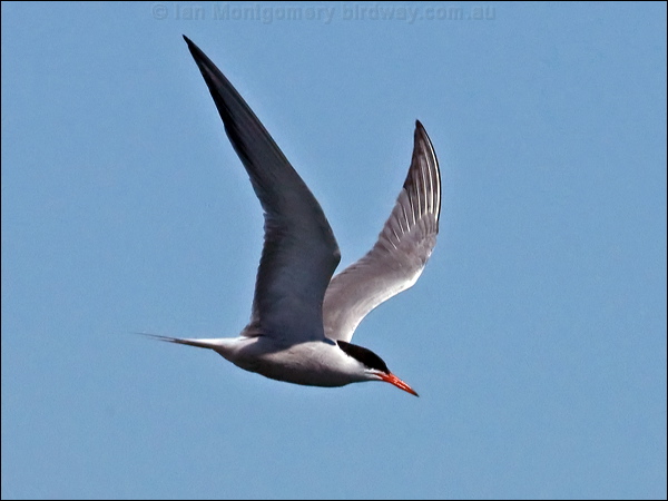 Common Tern common_tern_144935.psd