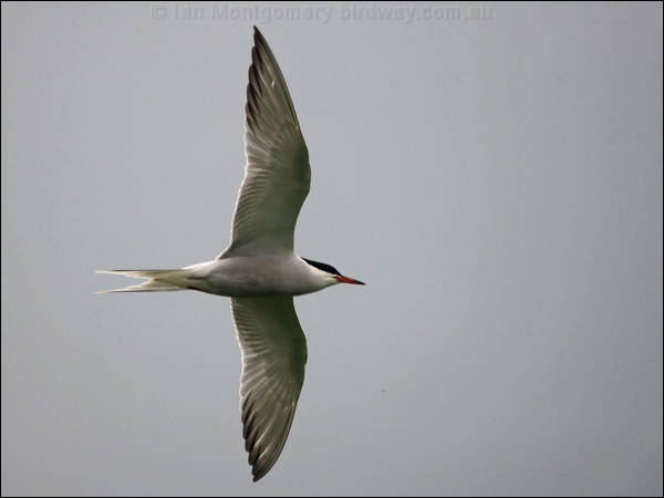 Common Tern common_tern_170070.psd