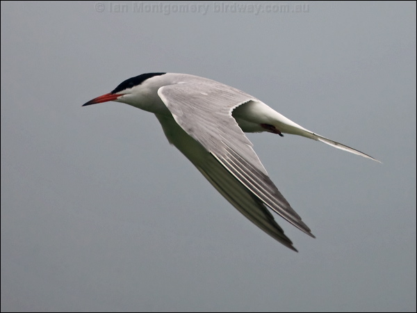 Common Tern common_tern_170074.psd