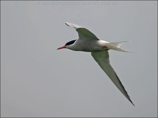 Common Tern common_tern_170117.psd