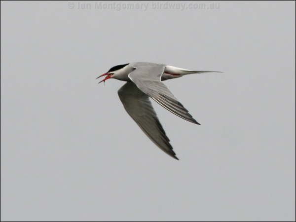 Common Tern common_tern_52114.psd