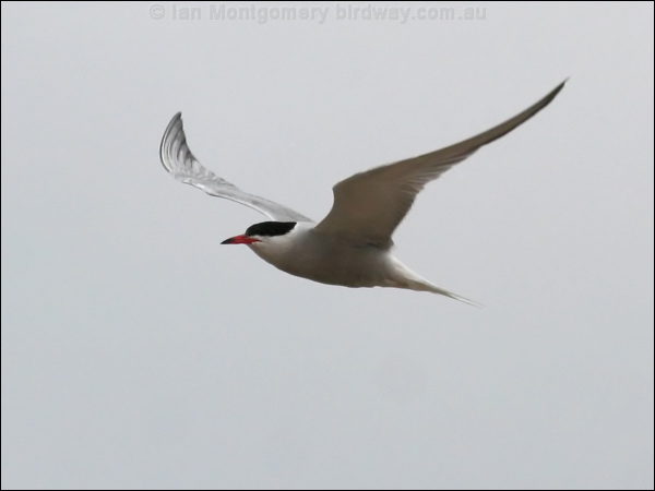 Common Tern common_tern_54751.psd