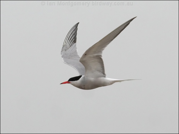 Common Tern common_tern_55018.psd